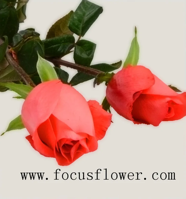 Wholesale fresh cut roses fresh jasmine flowers pink movie star rose from Yunnan