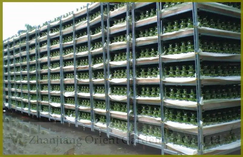 
Braided shape lucky bamboo, dracaena sanderiana, indoor plants bonsai nursery 