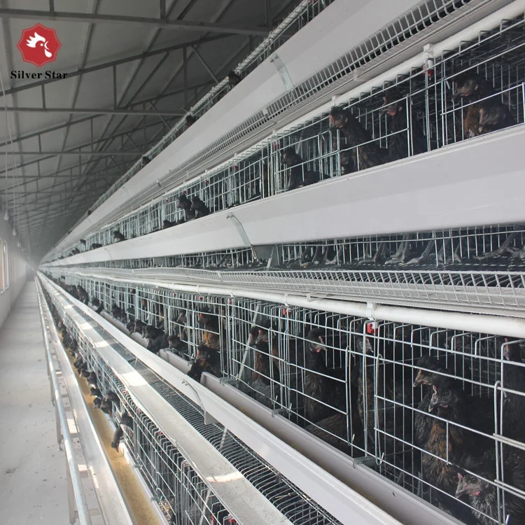 Automatic poultry feeders for egg layer chicken coop