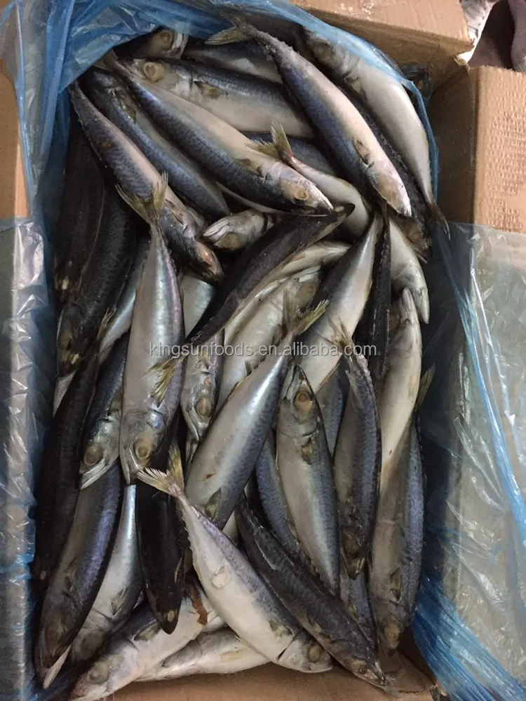 Chub mackerel saba mackerelBest quality Frozen Pacific Mackerel
