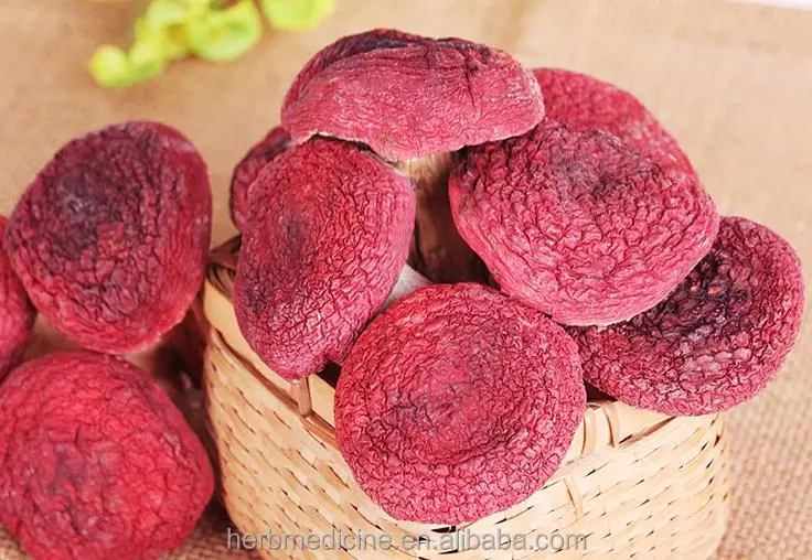 
Dried whole for food fungus Russula vinosa Lindblad 