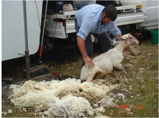 stainless steel Industrial sheep Wool washing machine  wool cleaning machine