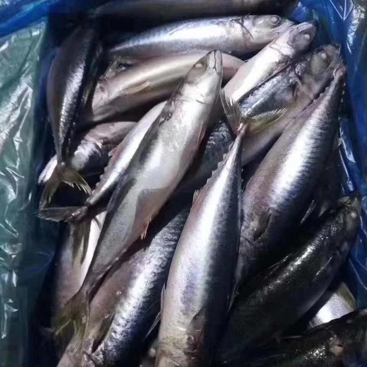 Seafrozen Pacific Mackerel Fish Price 300-500