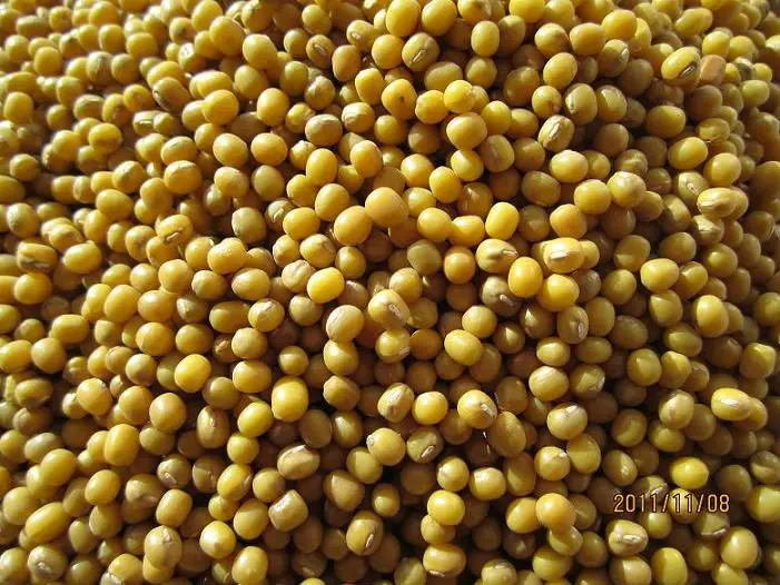 
2012 new crop yellow mung beans Jilin origin(655) 