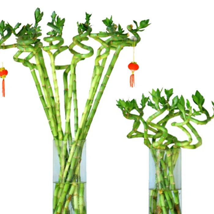 
Cheap ornamental green foliage plant lucky bamboo Dracaena sanderiana spiral bamboo wholesale 