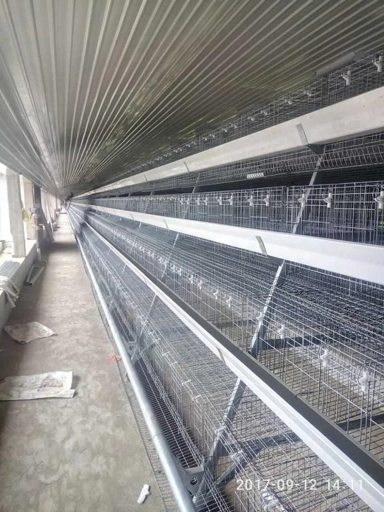 
Low cost steel structure poultry farm chicken house designs for sale 