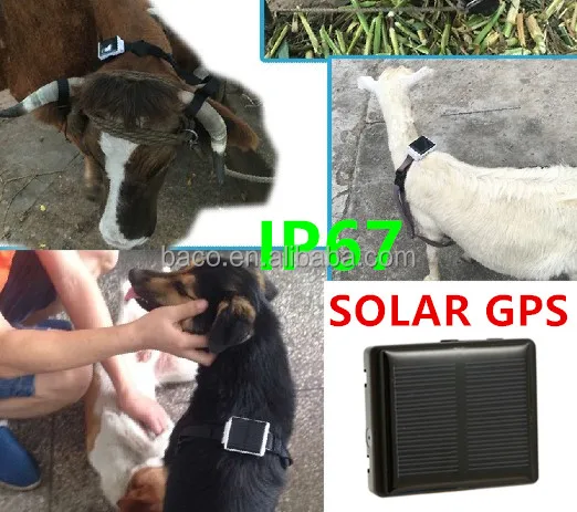 New products pet animal solar powered cow gps solar tracker