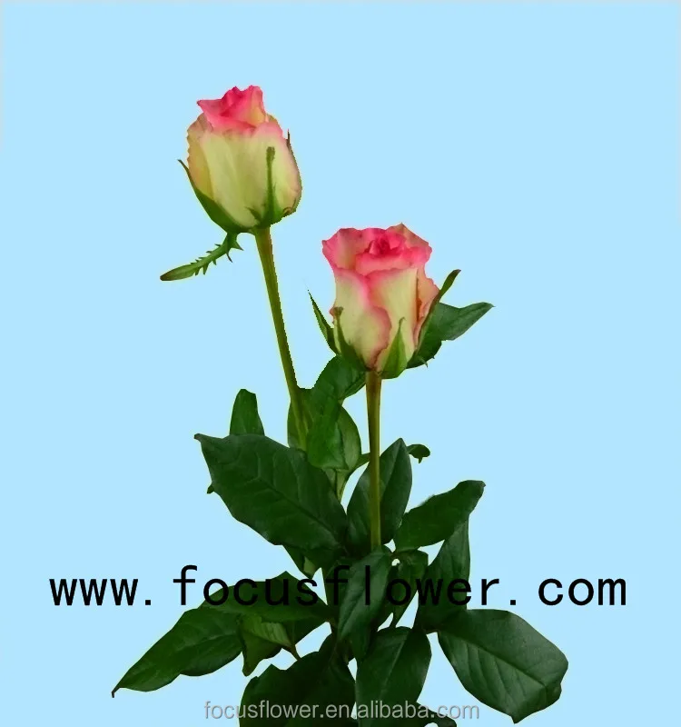 Wholesale fresh cut flowers Columbia rose new arrival hopeshow rose with 20 stems/bundle