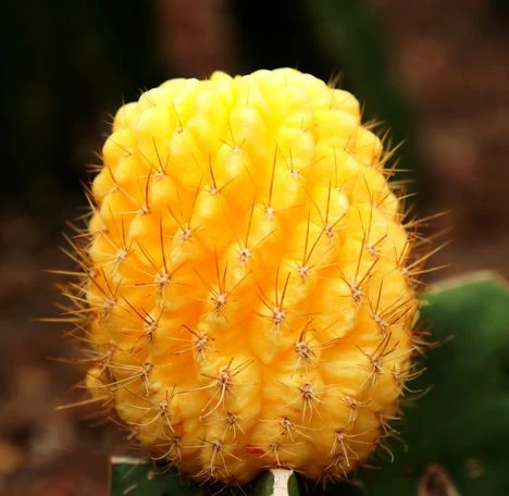 Chamaecereus sylvestri F.variegata, Peanut Cactus Plants