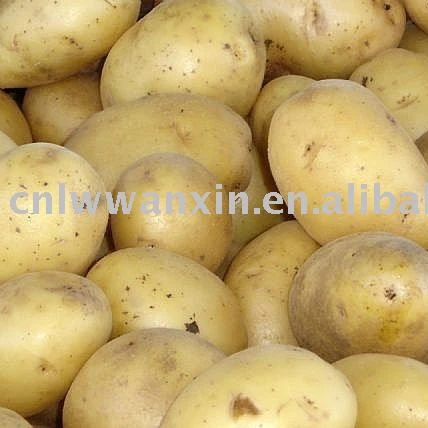 
Fresh holland Potato in mesh bag 