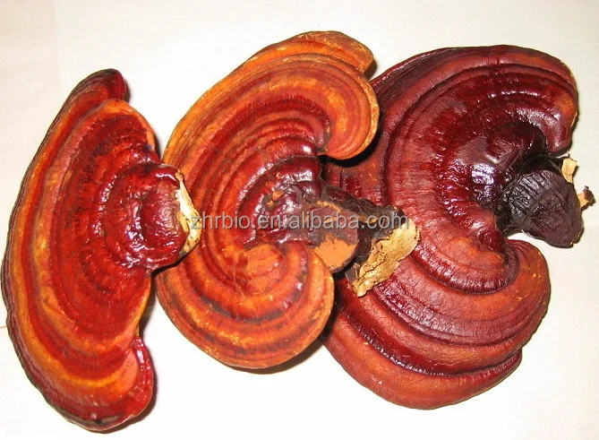 Top quality Ganoderma lucidum extract Reishi Mushroom Extract in stock