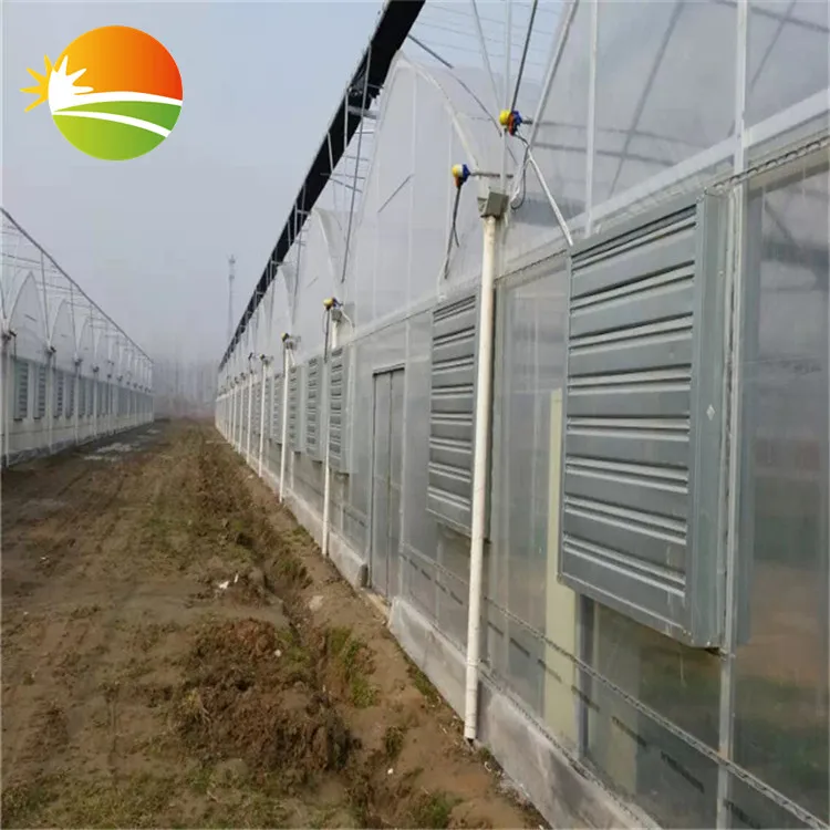 greenhouse hydroponic for vegetables