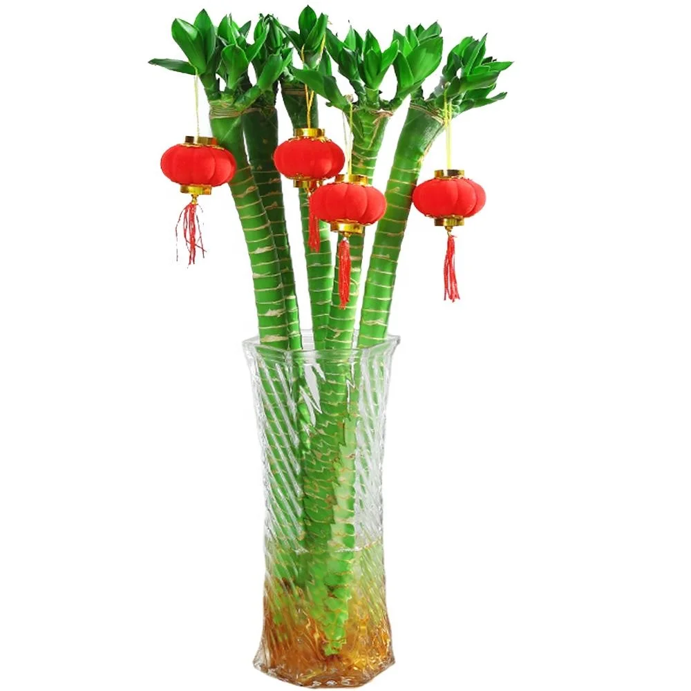 Новая продажа Драцена Сандера в двери растения lucky bamboo