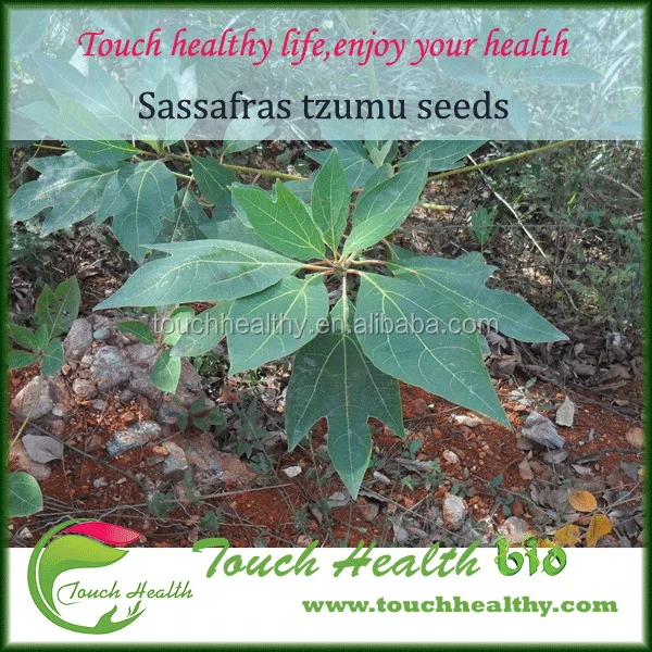 2021 Sassafras tzumu seeds common sassafras seeds