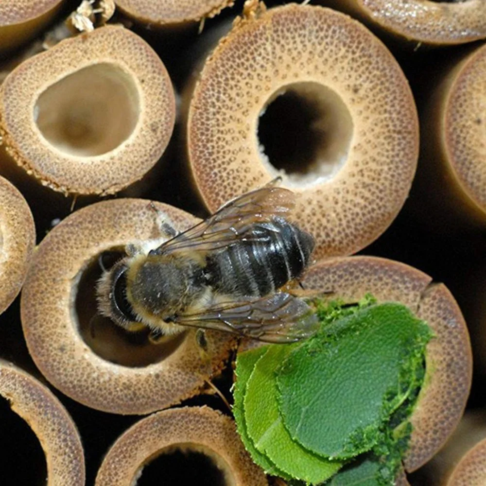 
High Quality Wooden Bamboo Honey Bee House Insect Hotel With Gable Roof 