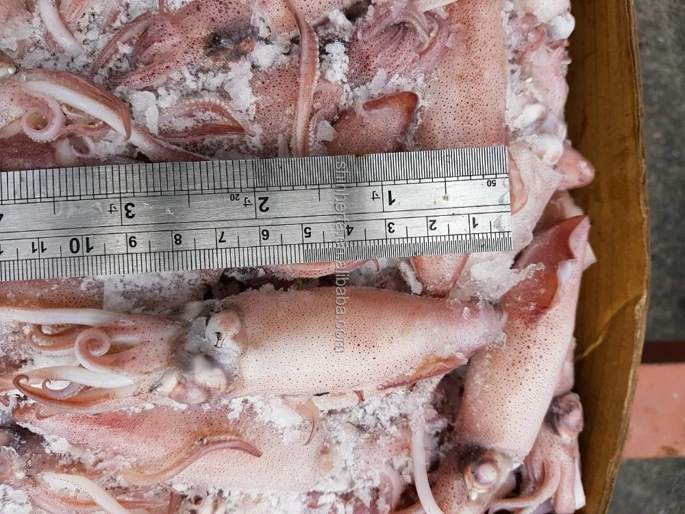 Taiwan Sea Frozen Squid Loligo