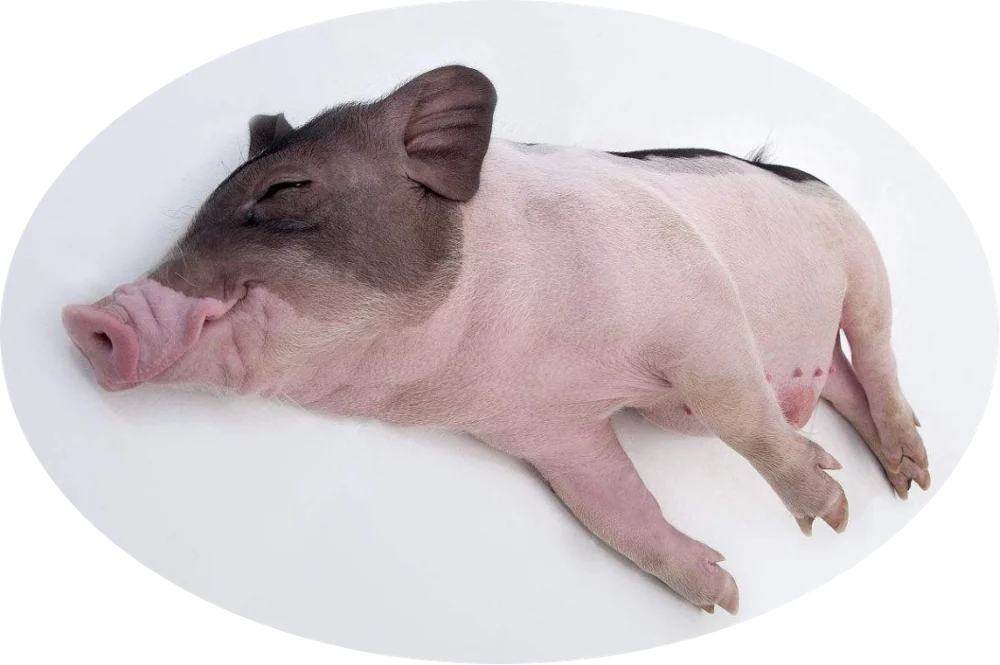 calcium bentonite/sodium bentonite animal feed