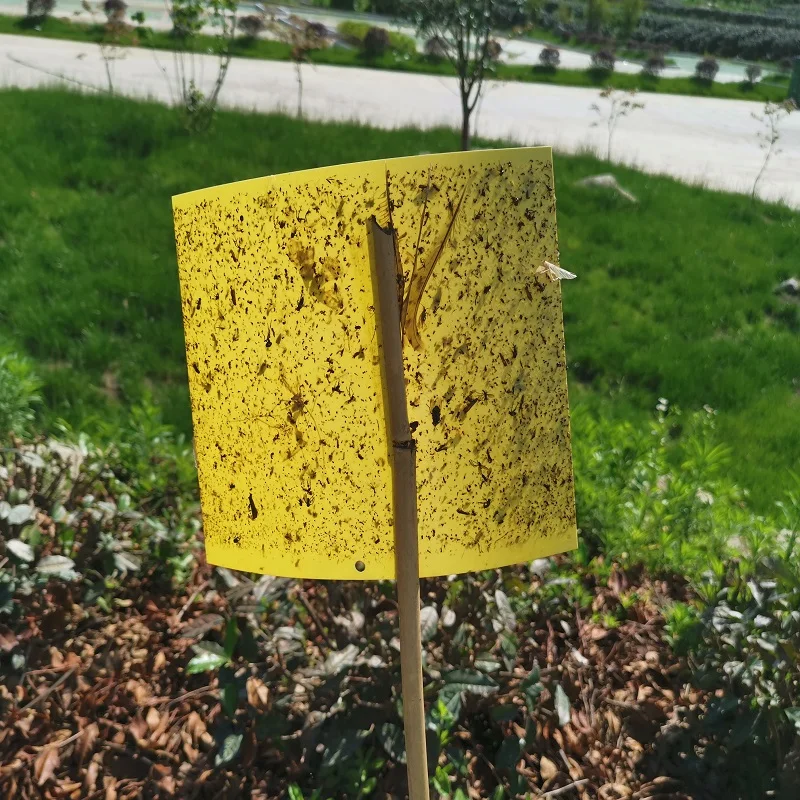 yellow blue polypropylene PP roll PPsheet PP board for insect sticky trap  Sticky board aphid killer garden strong fly sticky