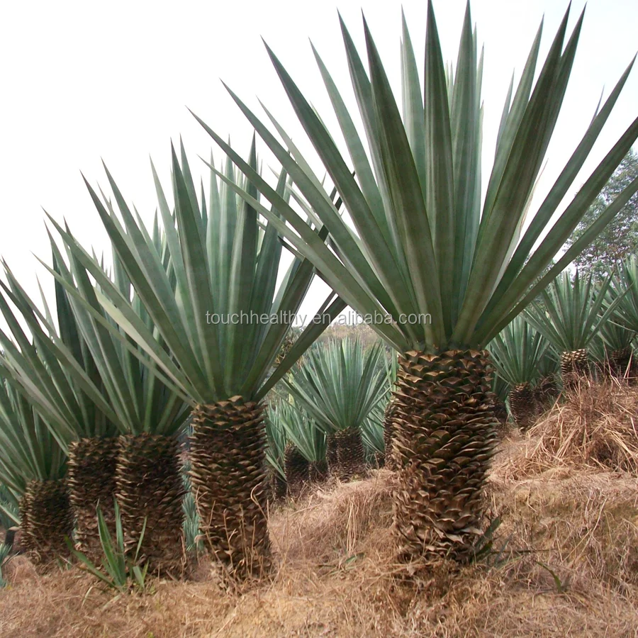 2021 Семена Конопли sisal/семена агавы sisalana/семена сизаля для посадки