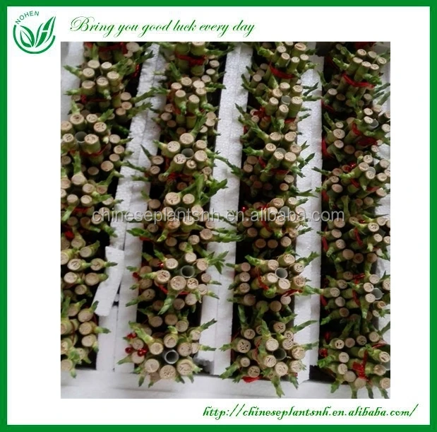 
Tower shape Dracaena Sanderiana Lucky Bamboo Indoor plant 