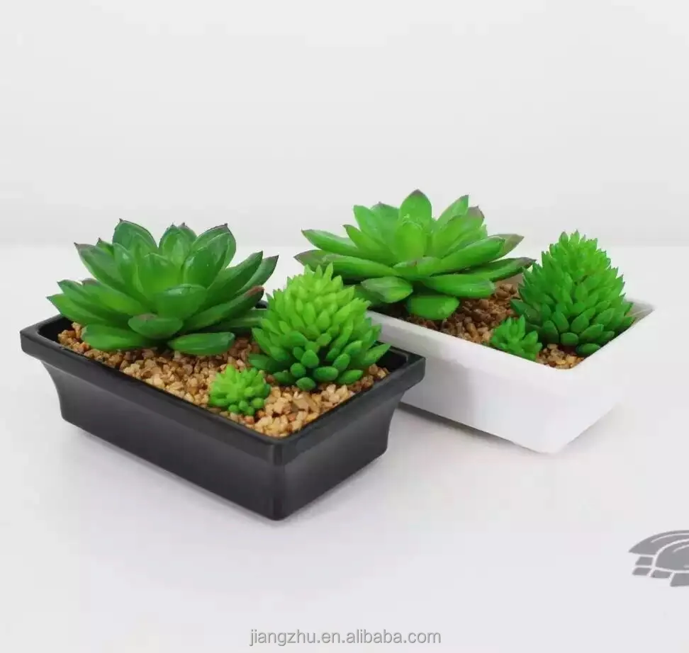 
succulent plant square plastic flower pot 