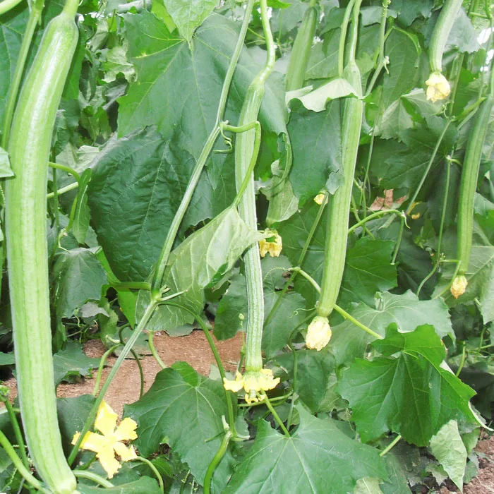 2021 High Yield Hybrid Vegetable Seeds Luffa Seeds/Loofah Seeds For Growing