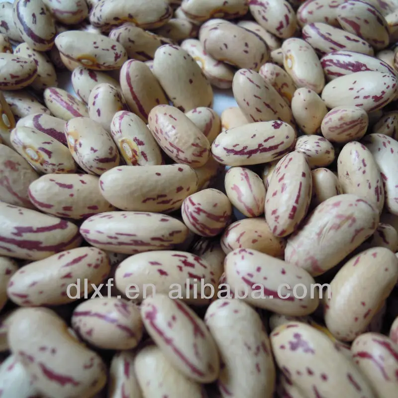 2013 crop purple speckled Kidney beans