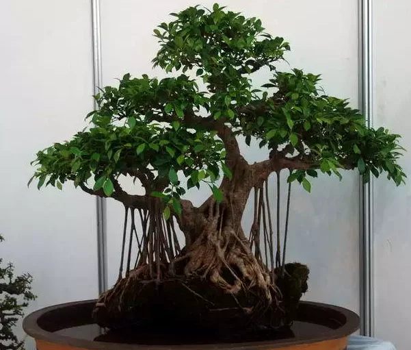 
Beautiful Ficus Microcarpa Bonsai Trees 