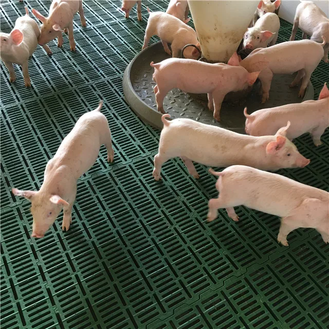 high strength farrowing crate pig flooring plastic slat floor