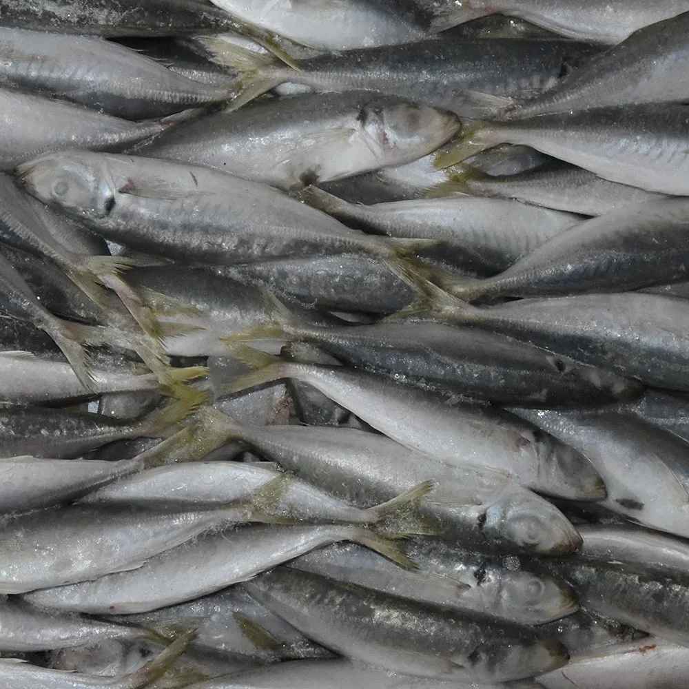 Wholesale Fish Market with Good Price Frozen Horse Mackerel