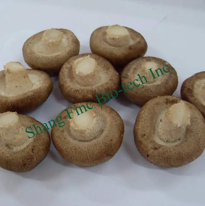 Shanghai Finc fresh shiitake mushroom high quantity