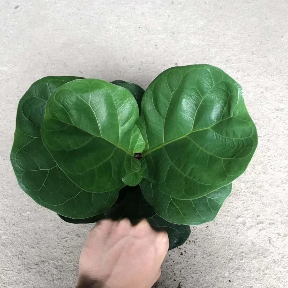 Natural Indoor Plant Ficus Pandurata Hance Office Home Decoration 140pot