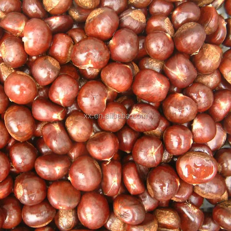 
Organic Raw Fresh Chestnut Chinese bulk chestnuts price 