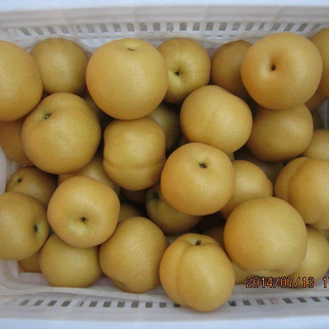 
fresh golden delicious singo pear factory 