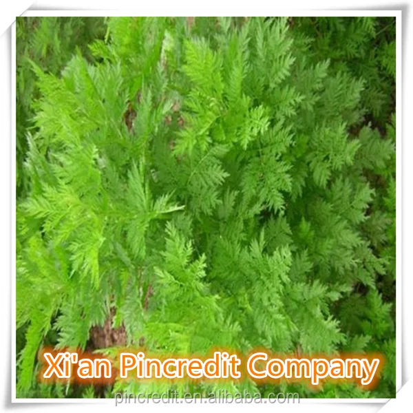 
Artemisia Annua L/Artemisia apiacea extract/Sweet Wormwood Herb extract 