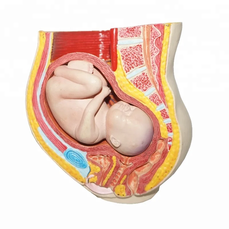 Pregnant Woman Pelvis Anatomy with Baby Fetus Inside
