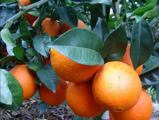 
Fresh nanfeng honey mandarin from China 