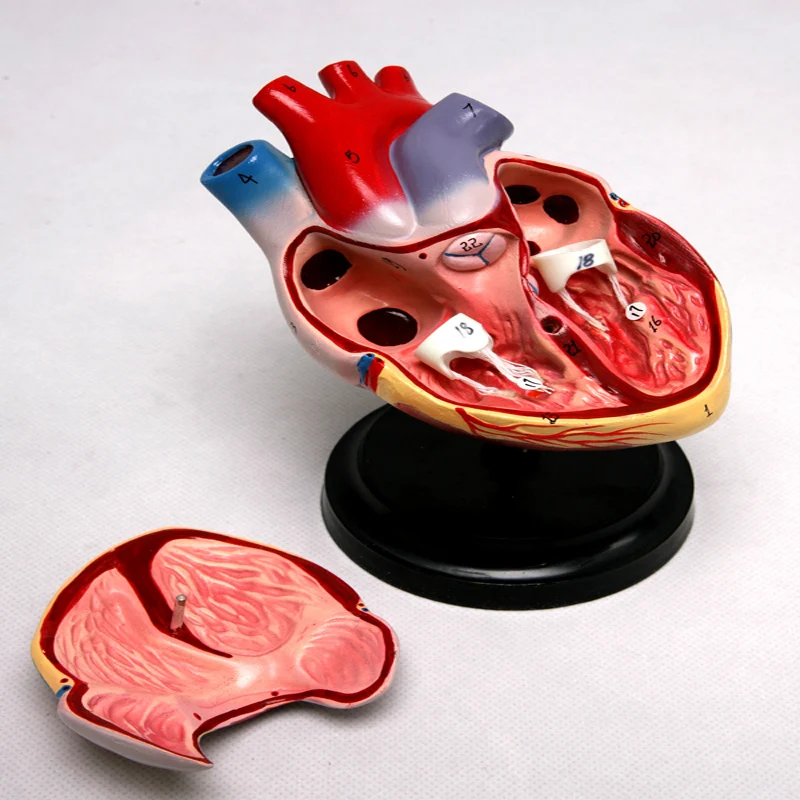 Anatomical Biological Teaching Aids Plastic Heart Model