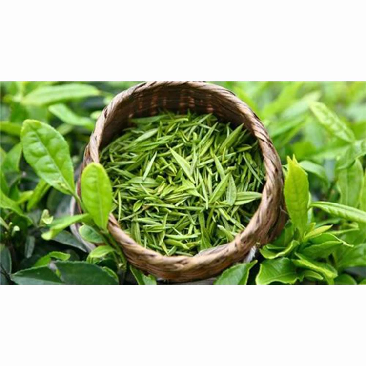 The Best China high strength green tea extract standardized for egcg natural supplement