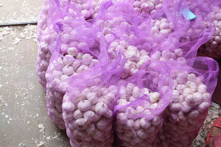 
wholesale garlic buyers and fresh normal white garlic indian garlic 