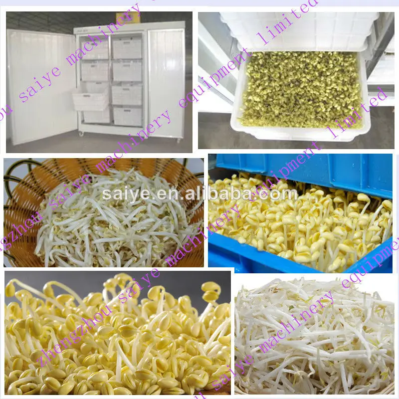 горячая продажа росток фасоли машинной обработки 0086-13298176400