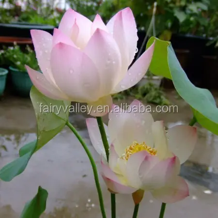 Lotus seeds Water Lily Flower Seeds For Growing
