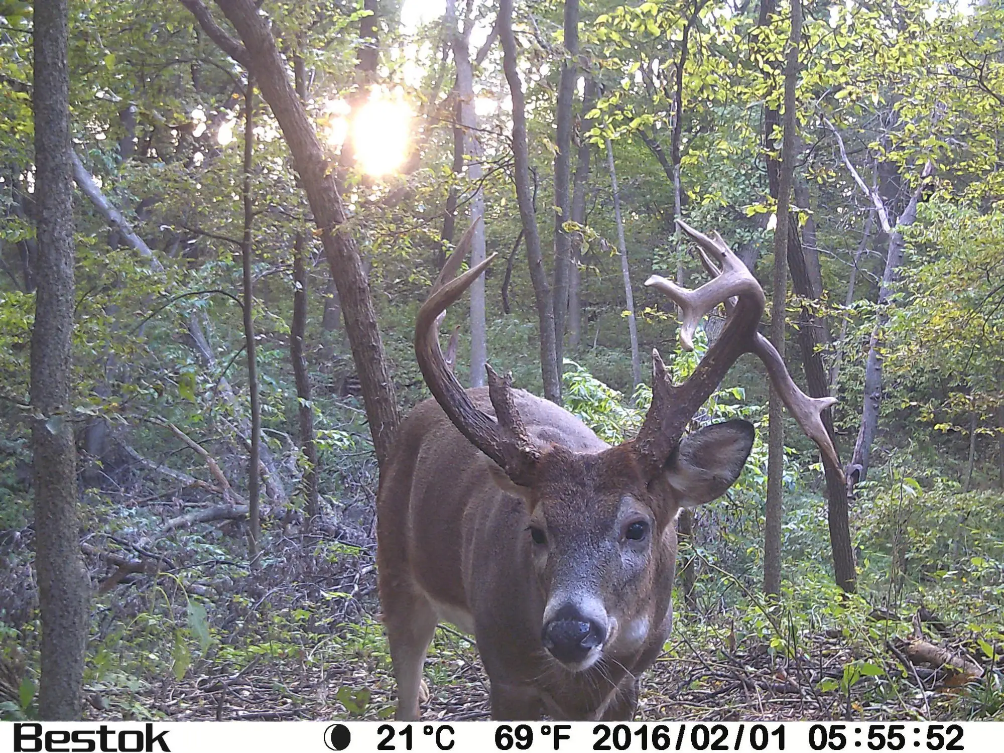 HD 16MP/20MP Real 1080P No Glow Digital Trail Hunting Camera M330