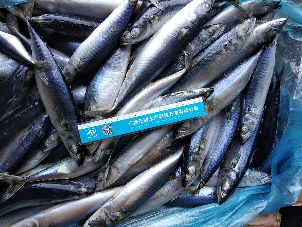 X136 sea frozen pacific mackerel fish price (scomber japonicus) pacific mackerel whole round fish