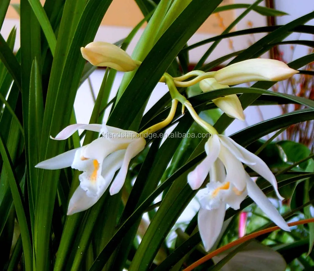 
 Китайская орхидея Cymbidium mastersii bonsai  