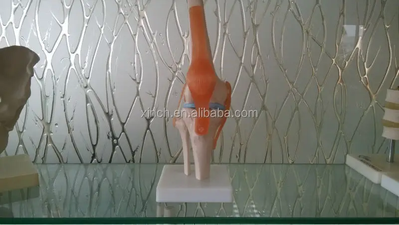 Анатомическая пластиковая кость анатомическая модель коленного сустава