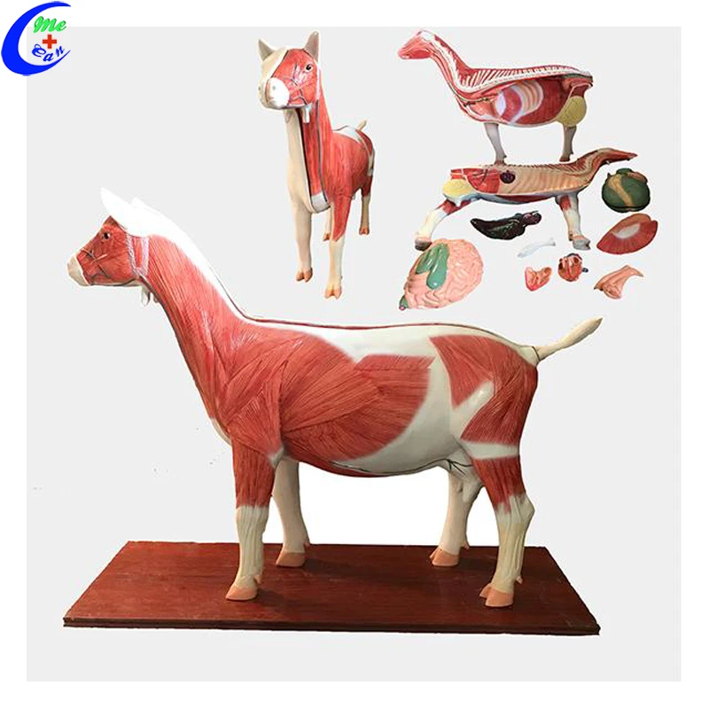 Medical Teaching Cattle Animal Bovine Anatomical Dissection Model Vet Animal Cow Anatomy Model