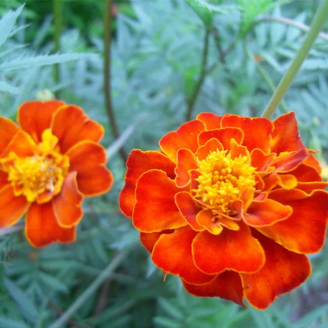 
Prevent AMD Marigold Extract lutein 20%, lutein raw material 