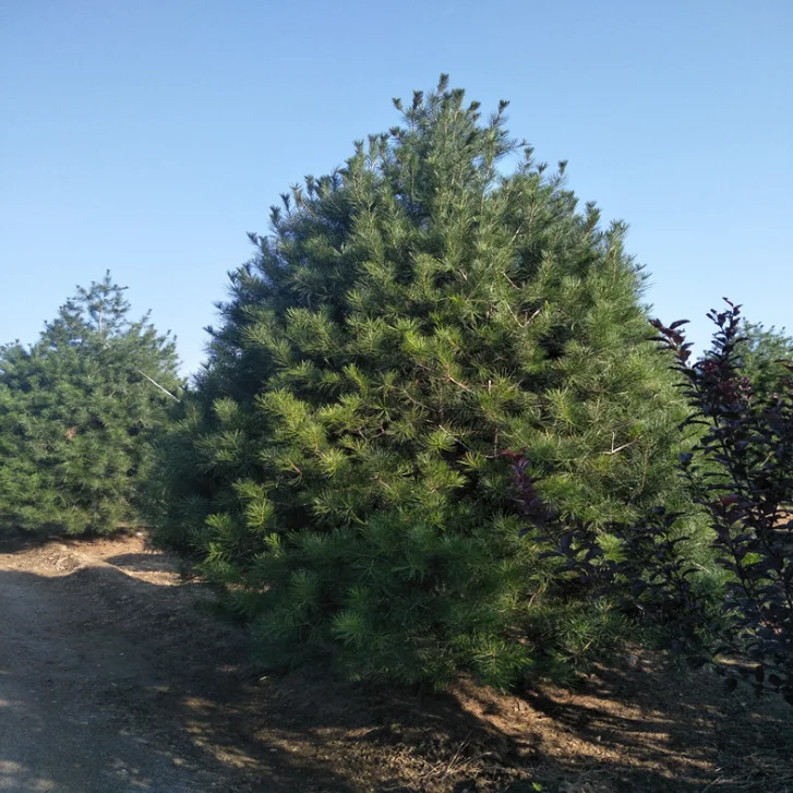 
Bai Pi Song Chinese High Sprouting White Bark Pine Seeds / Pinus bungeana Seeds 