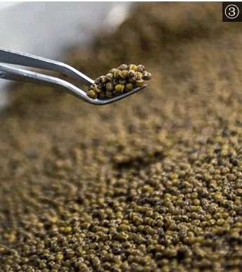 
Wholesale custom top canned fish iranian beluga caviar trout 